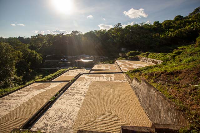 DRYING TERRACES